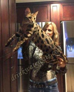 F1 Savannah Cats for Sale & Breed Information at Drinkwater F1 Savannah
