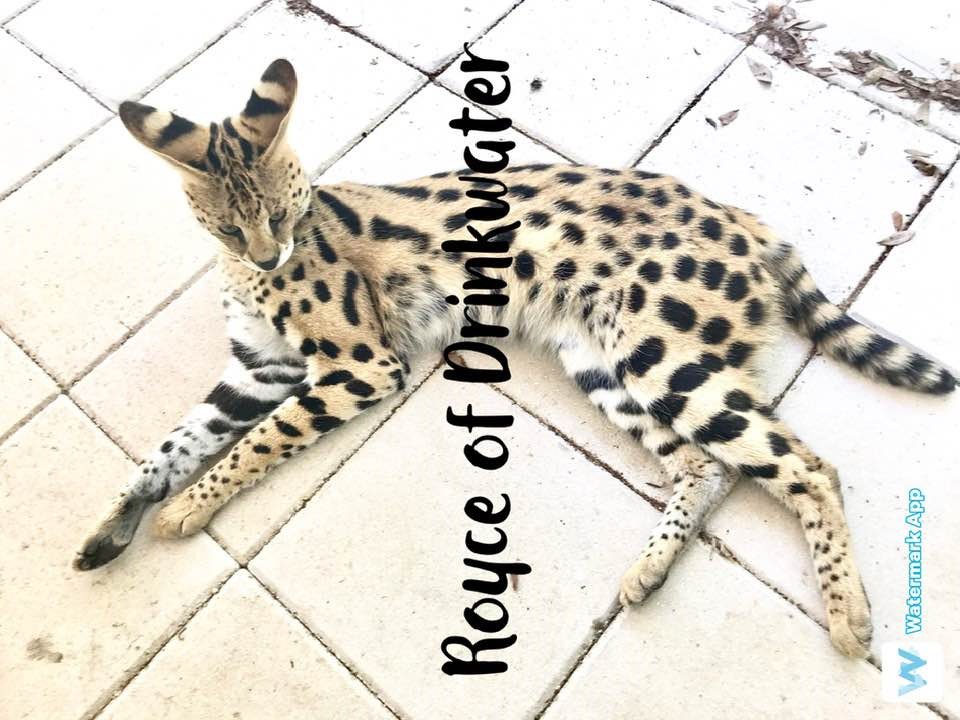 Savannah Kittens For Sale, Friendly Savannah Cats