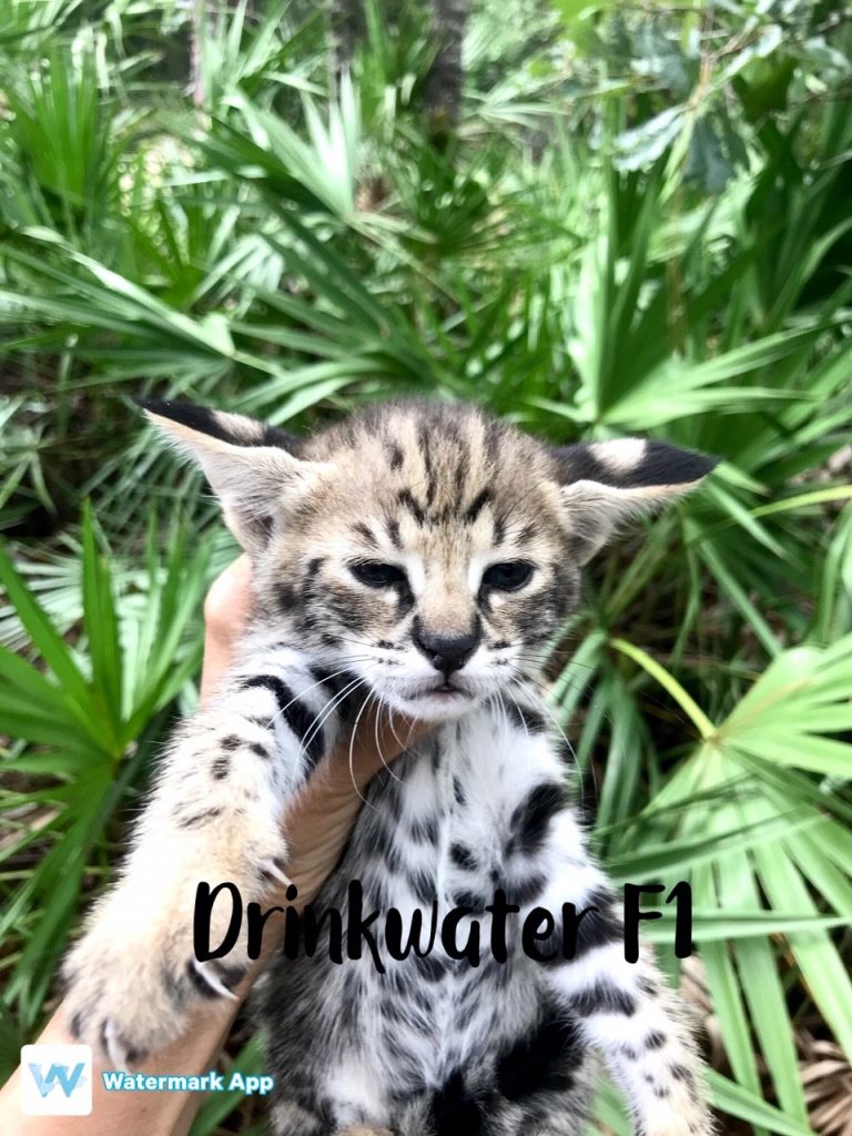 Available F1 Savannah Kittens for Sale
