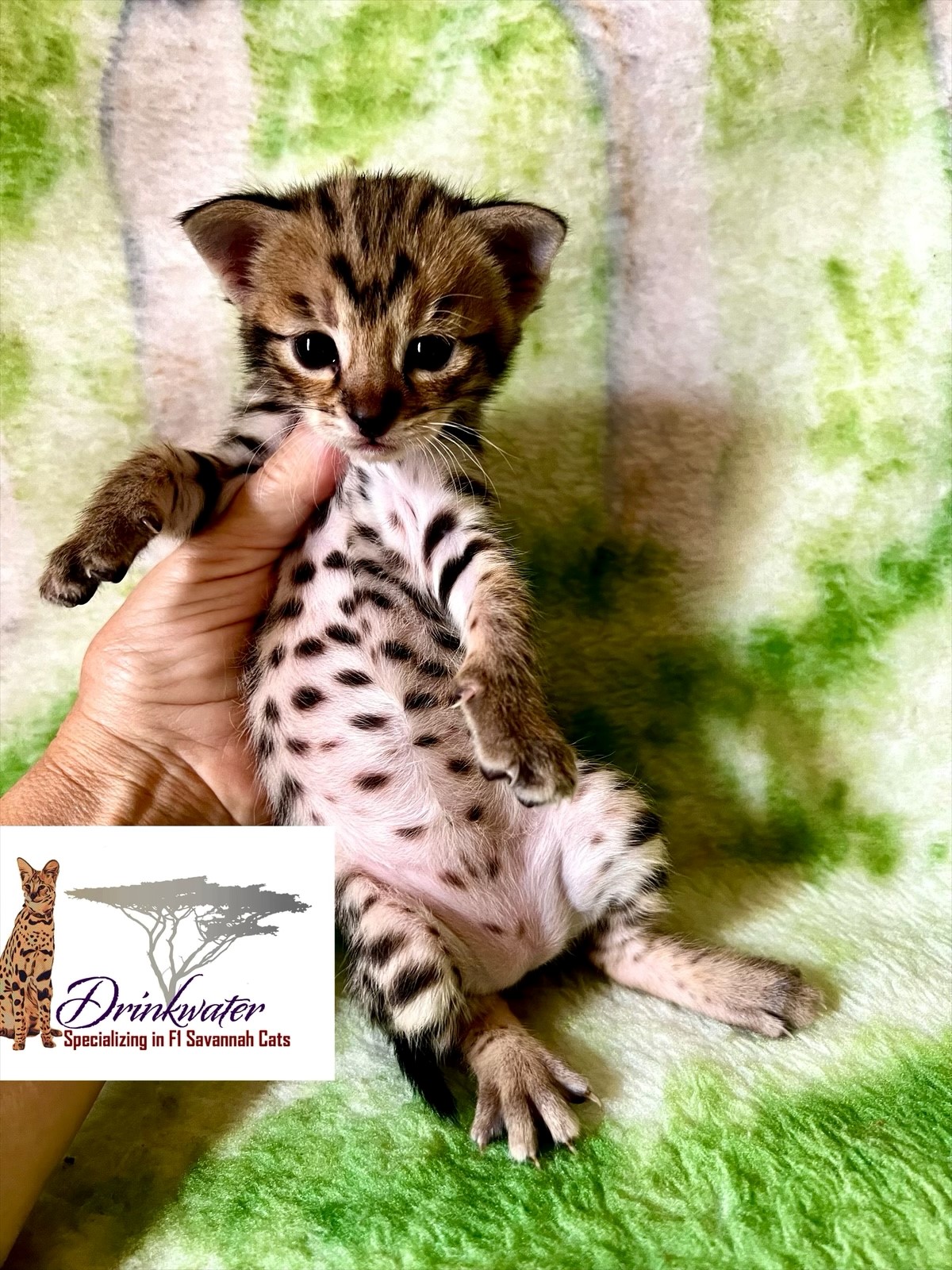 Available F1 Savannah Kittens For Sale At Drinkwater F1 Savannah Cats