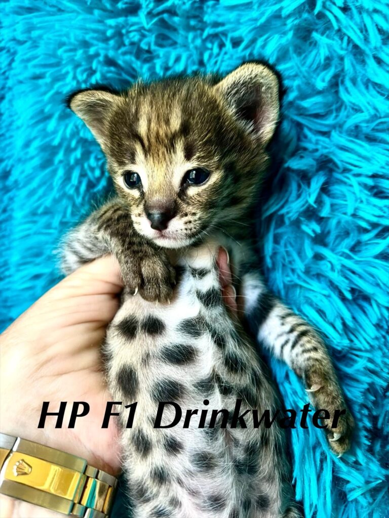 F1 HP Savannah Kittens