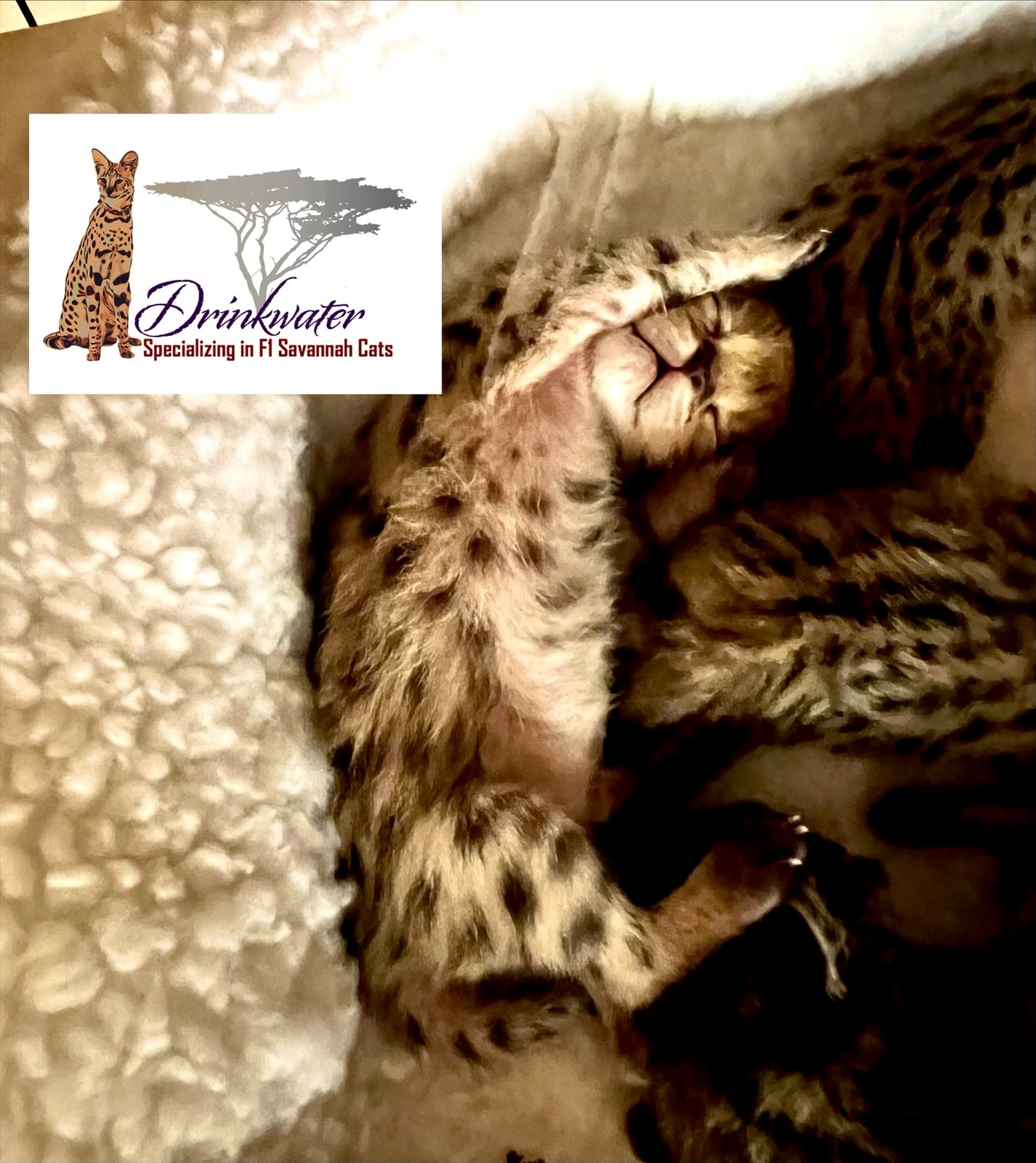 Savannah Cat for Sale, Savannah Kittens Available