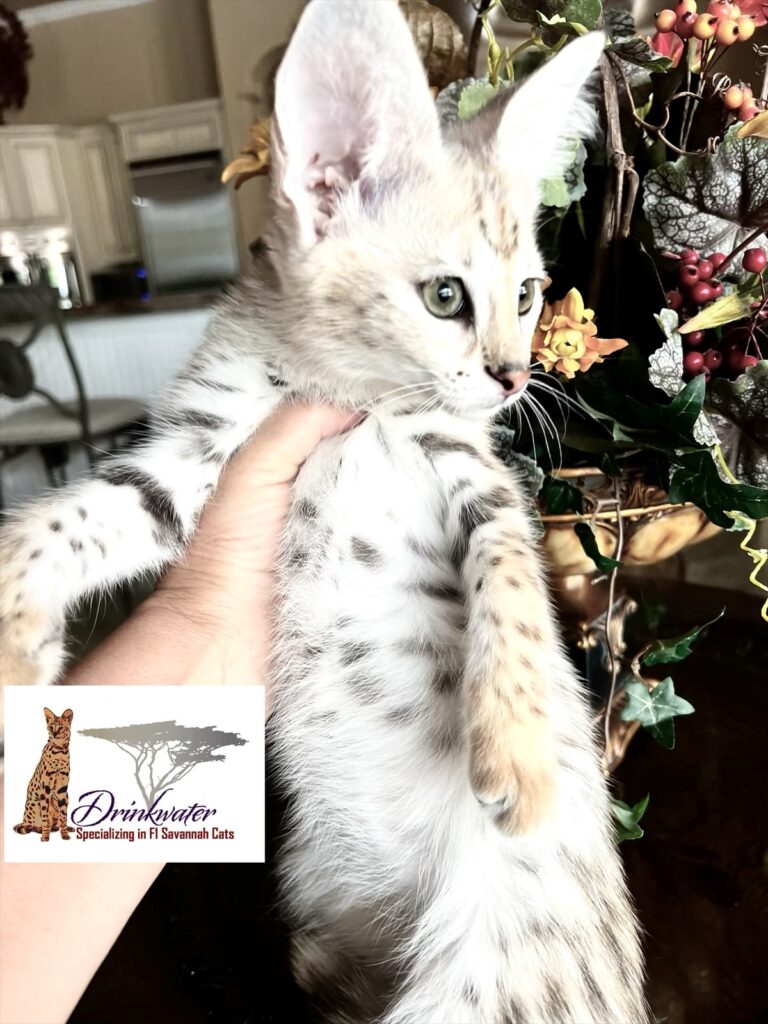 HP Savannah Cat