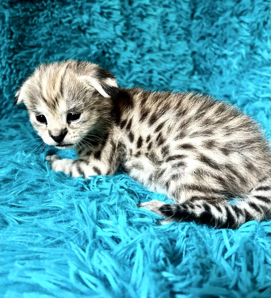 rare HP Savannah Kitten for sale
