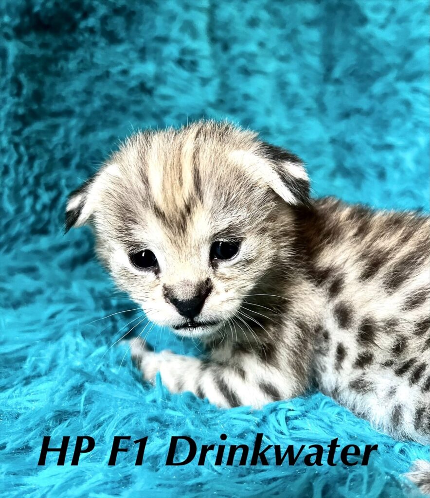 HP Savannah Kitten for sale