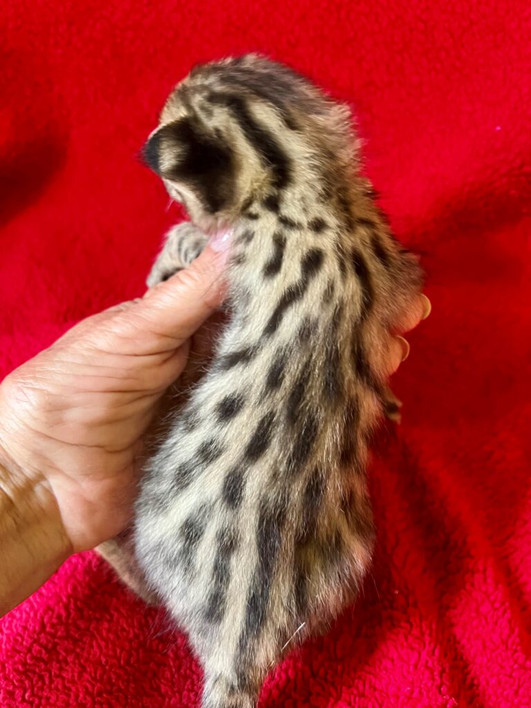 f1 savannah kitten for sale