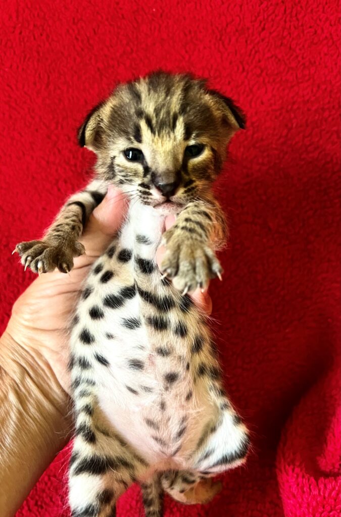 f1 savannah kitten for sale on back