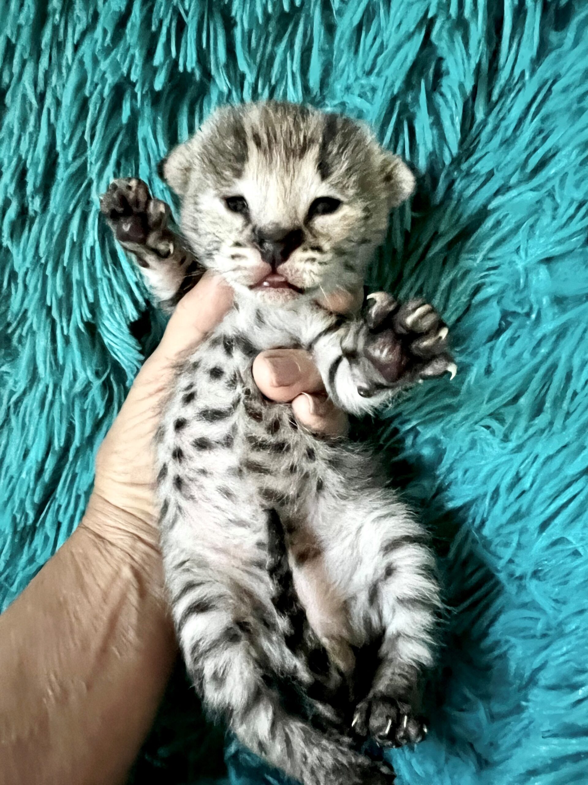 Full Grown Savannah Kittens F1 F1 F2 F3 Savannah Cat F5 Full Grown