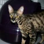 savannah kitten for sale