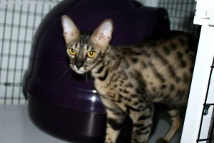 savannah kitten for sale