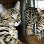 F1 Savannah Kitten