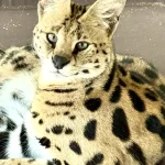 savannah cats