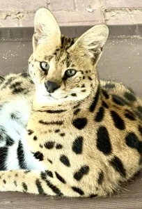 savannah cats