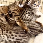 savannah cats from Drinkwater F1