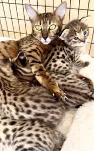 savannah cats from Drinkwater F1