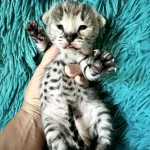 savannah kitten from Drinkwater