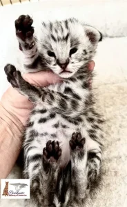 Savannah Kitten from Drinkwater F1 Savannah Cats