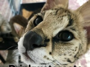 Pure African Serval Sires at Drinkwater F1 Savannah Cats