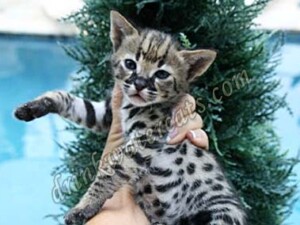 f1 savannah kitten