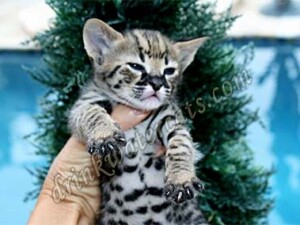 f1 savannah kitten for sale
