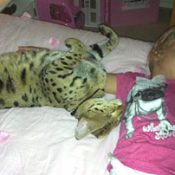 F1 Savannahs & Savannah Cats and kittens for sale at Drinkwater F1 Savannah Cats