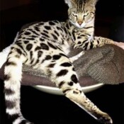 Savannahs - Drinkwater F1 Savannah Cats