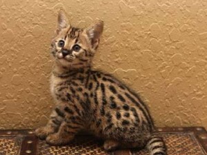 Available F1 Savannah Kittens for Sale