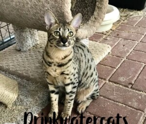 Pure African Serval Cats & Savannah Kittens at Drinkwater F1 Savannah Cats